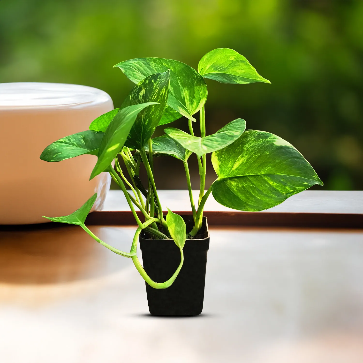 Indoor Plants