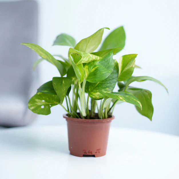 Money Plant