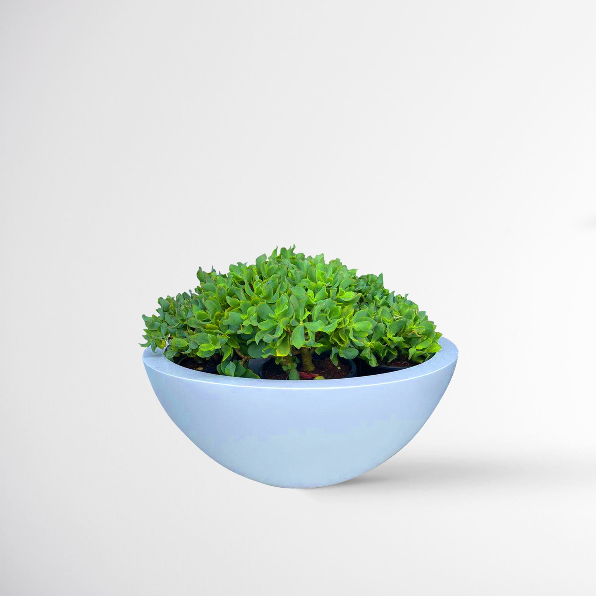 CC Planter (Code-132)