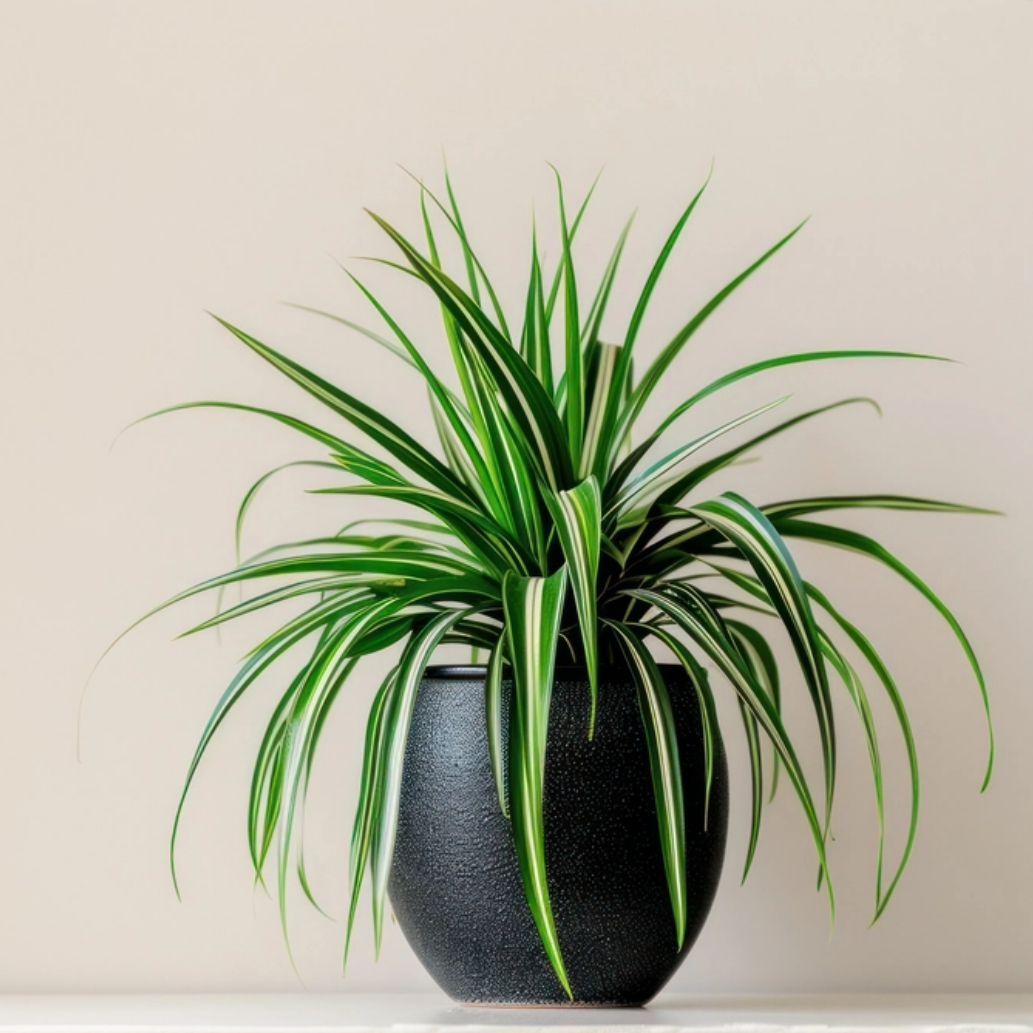 Spider Plant (Chlorophytum) with tob