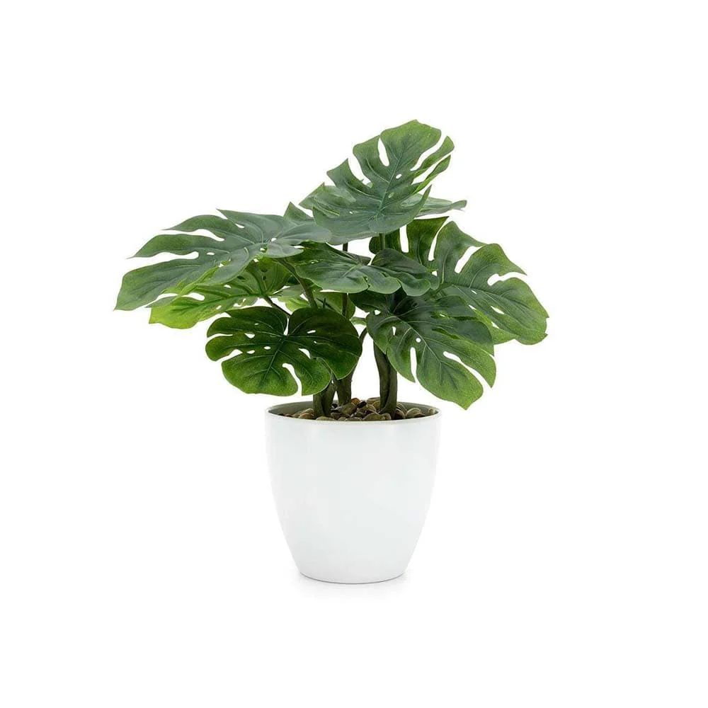 Monstera deliciosa