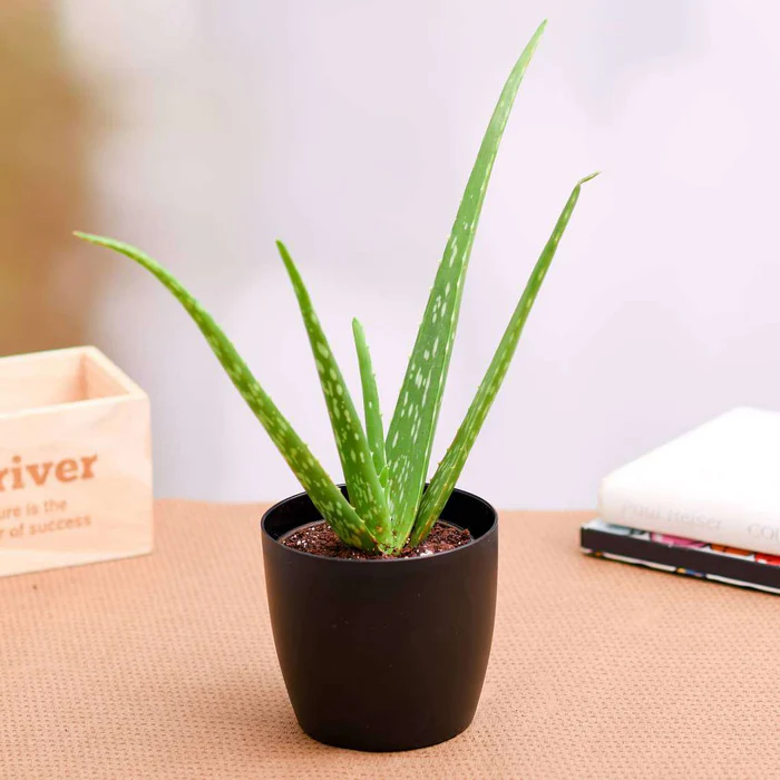 Aloevera Plant