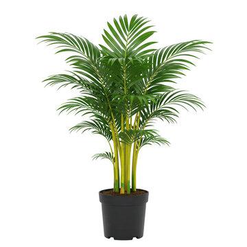 Areca palm plant