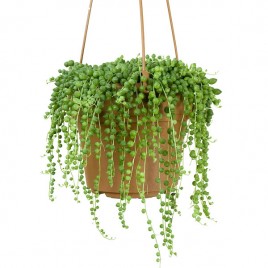 Hanging Basket Plant