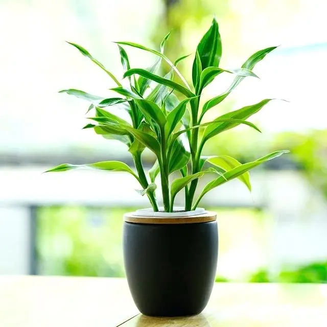 Lucky Bamboo 
