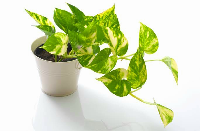 Money Plant