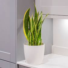 Snake Plant