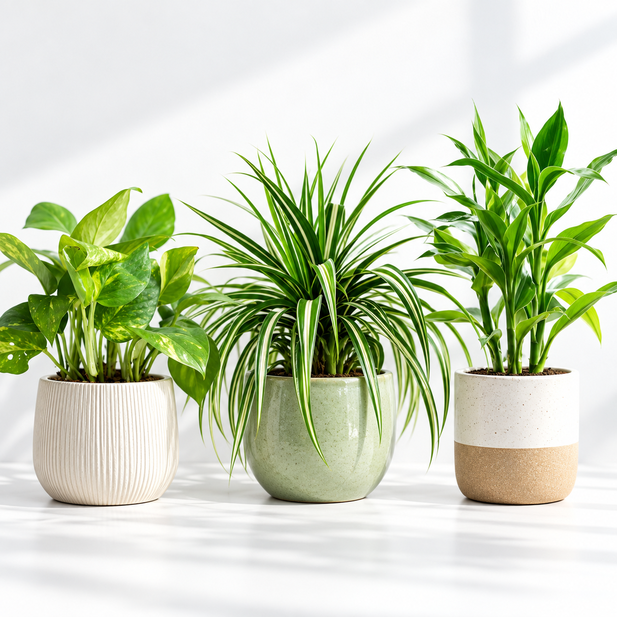 Green Fortune Trio Combo (Money Plant, Lucky Bamboo, Spider Plant) thumbnail 2