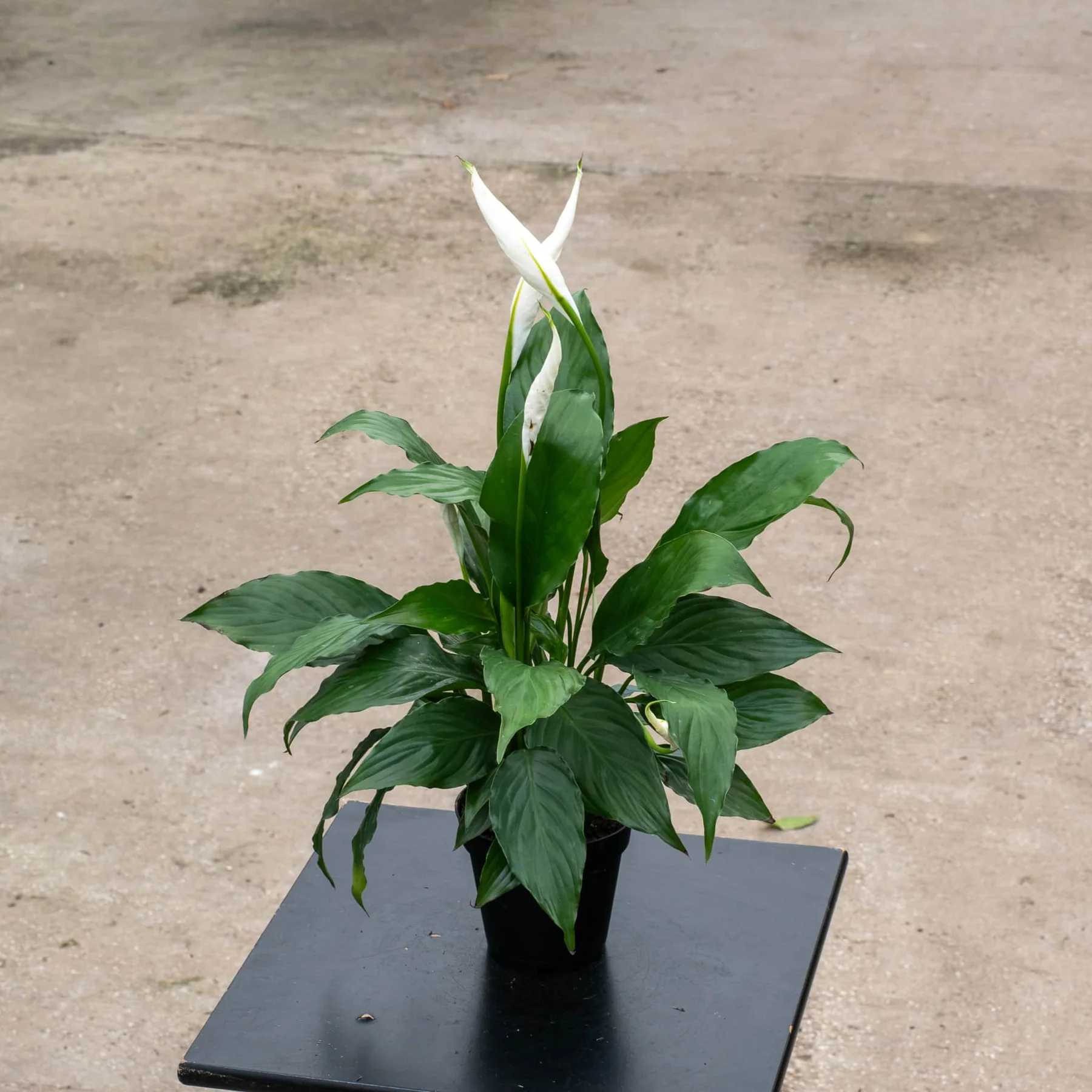 পিস লিলি (Peace Lily) thumbnail 2