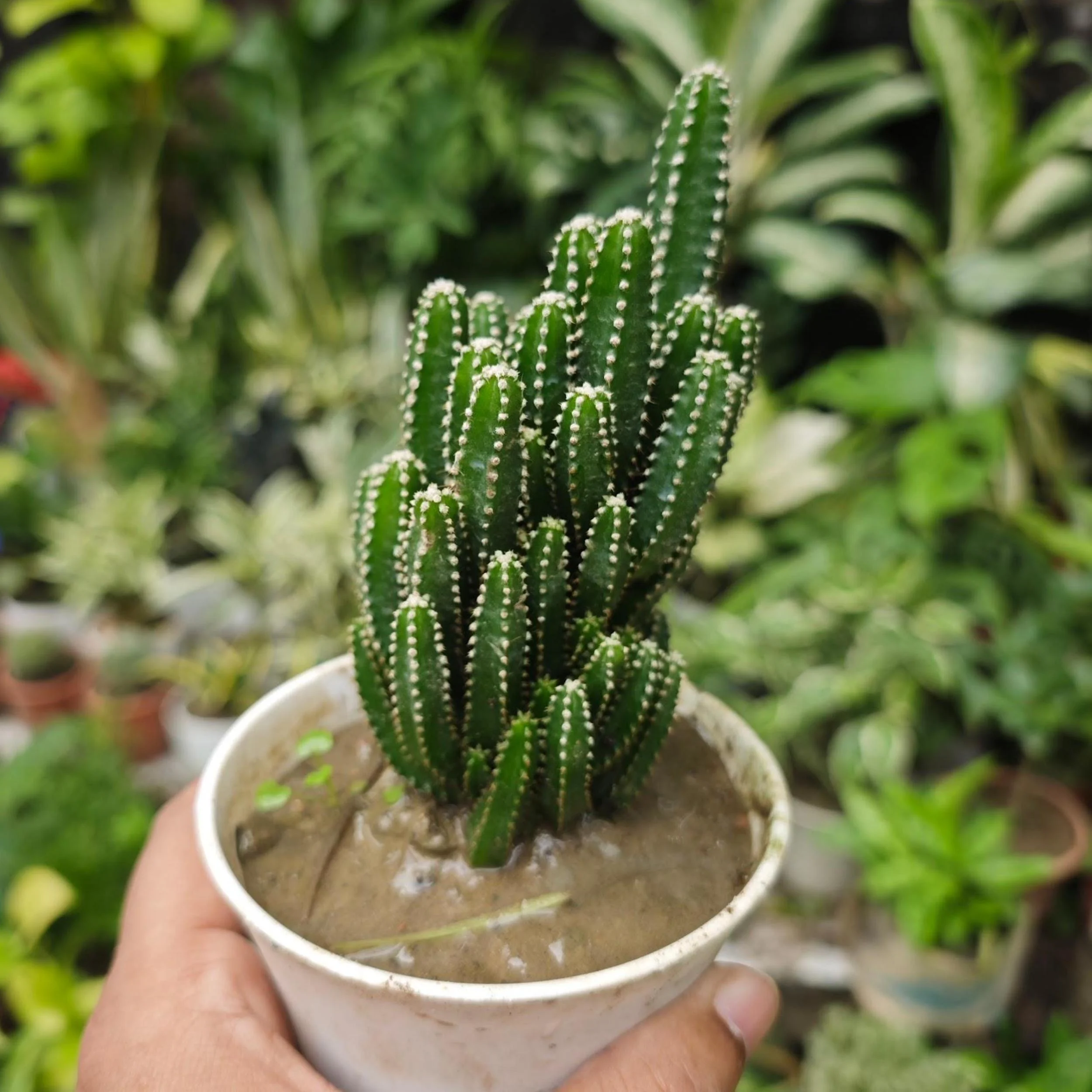 Fairy Castle Cactus thumbnail 2