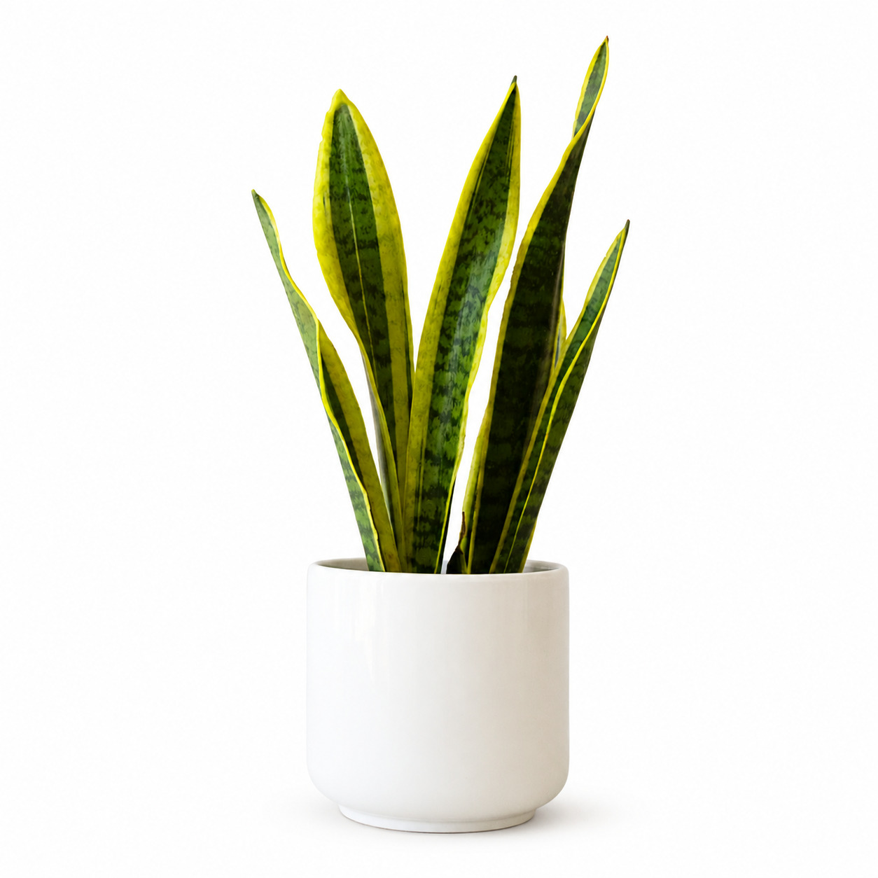 Snake Plant ( স্নেক প্ল্যান্ট ) thumbnail 2