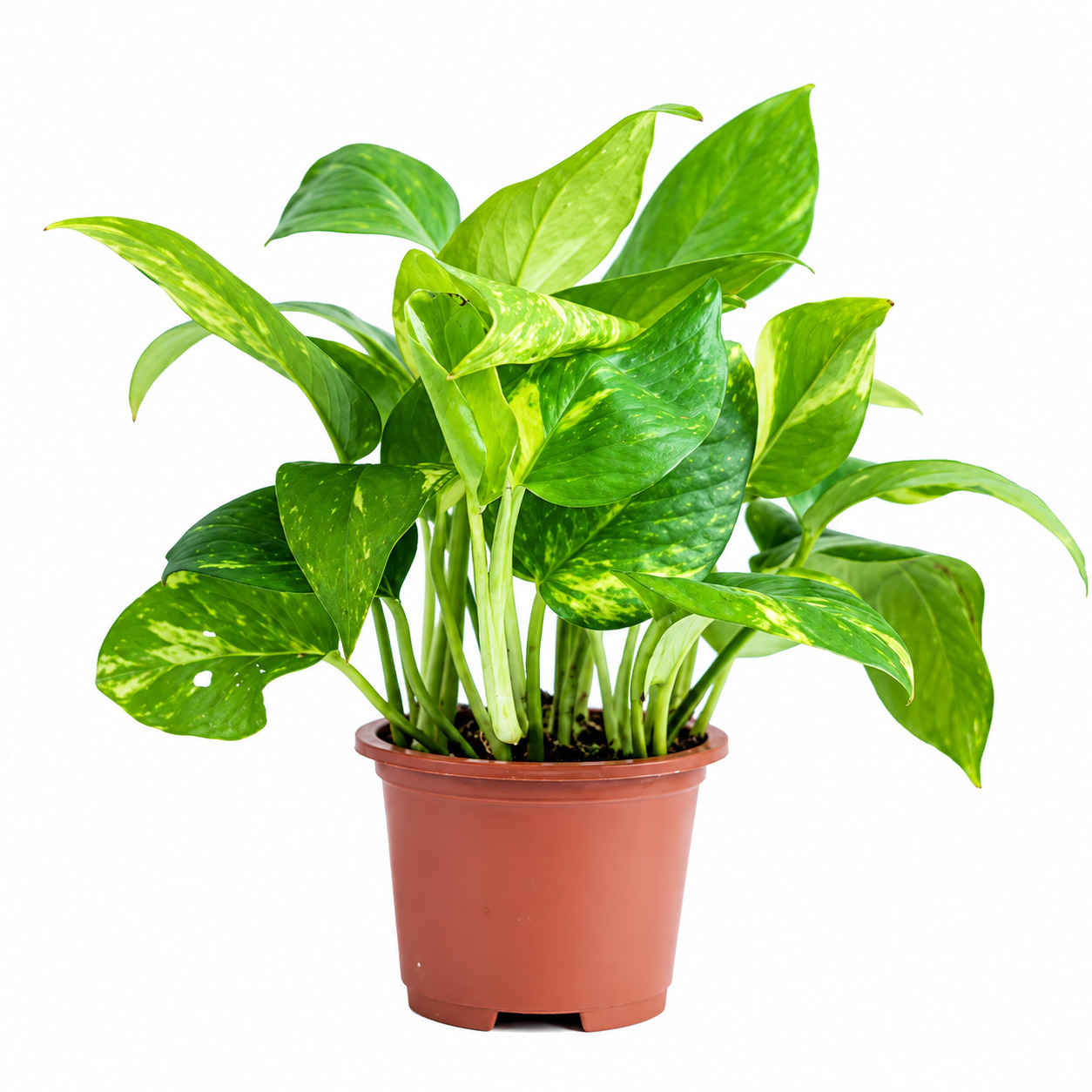 Money Plant
