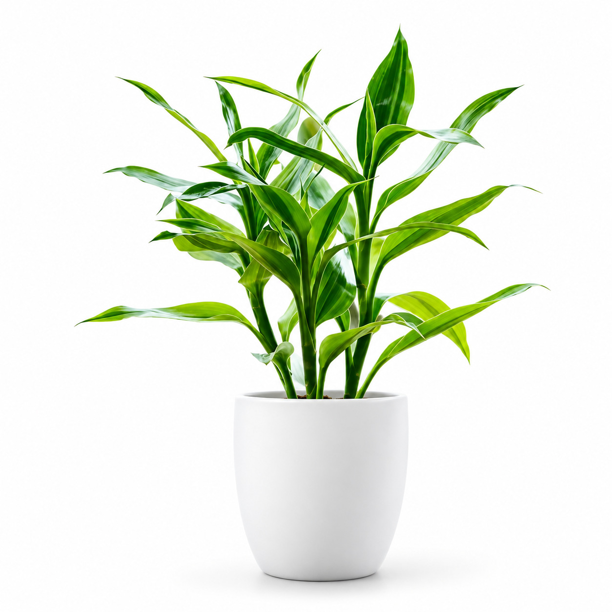 Lucky Bamboo thumbnail 2