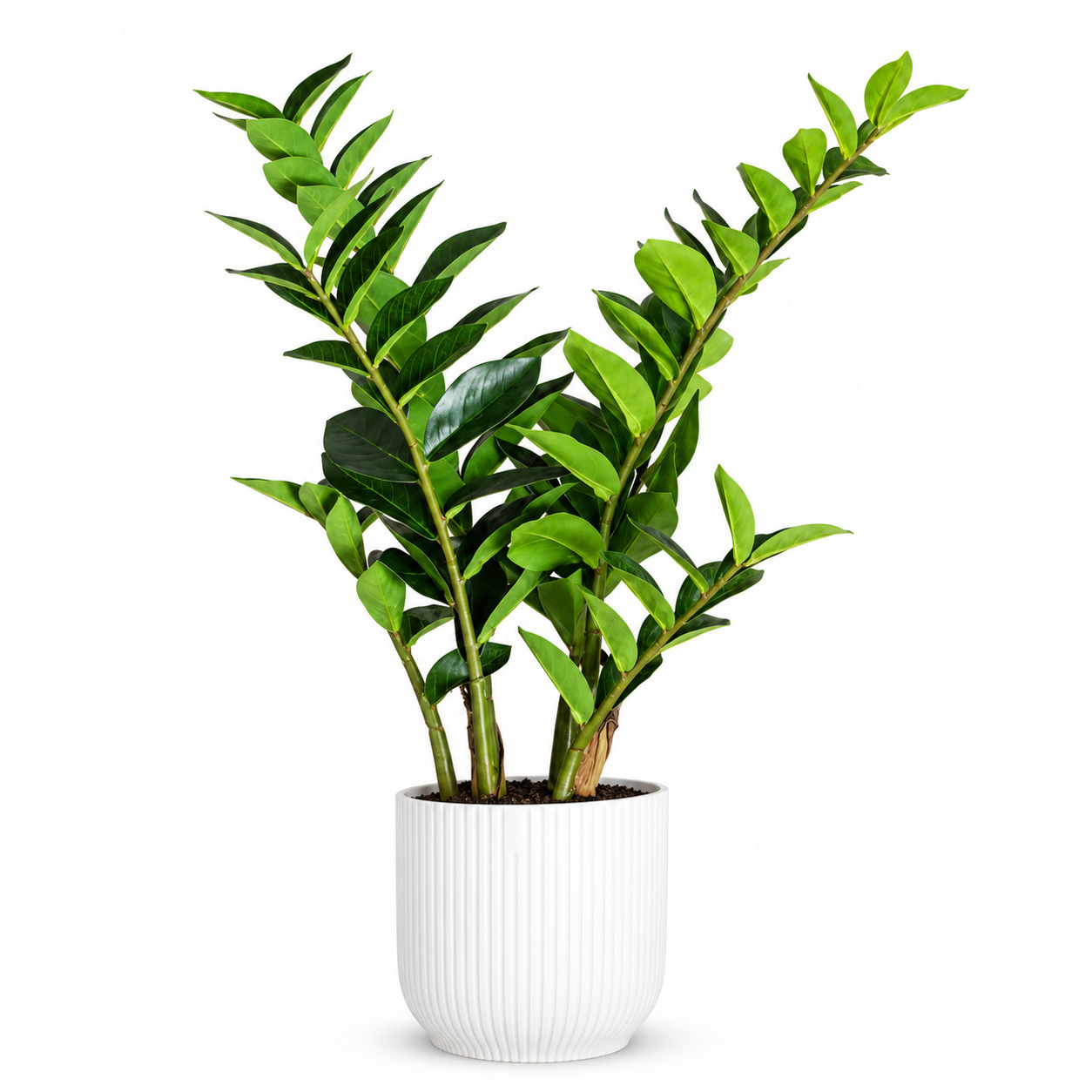Zz Plant Green (জিজি প্লান্ট) thumbnail 2