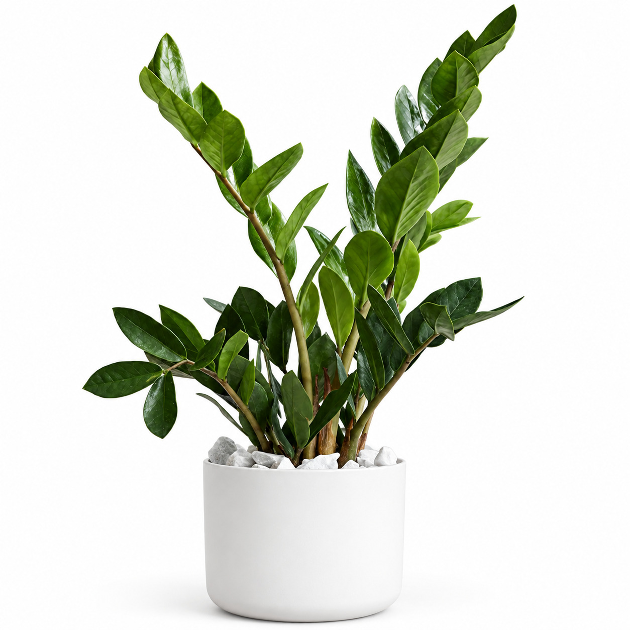 Zz Plant Green (জিজি প্লান্ট) thumbnail 3