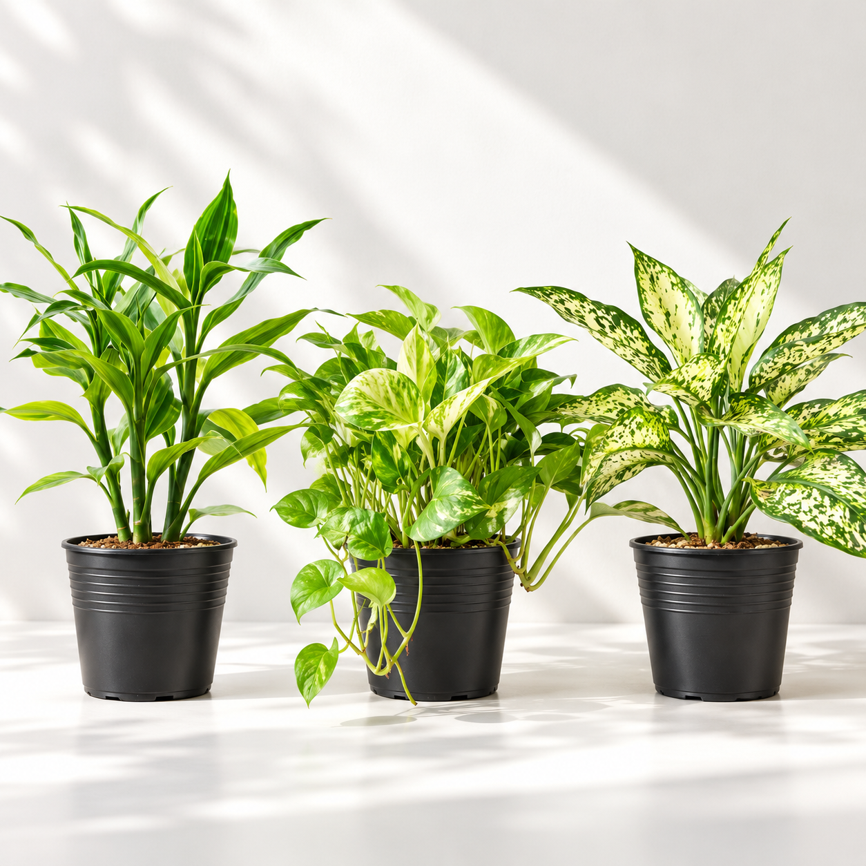 Lucky Green Trio Combo (Aglaonema Snow White,money plants,lucky bambo) thumbnail 2