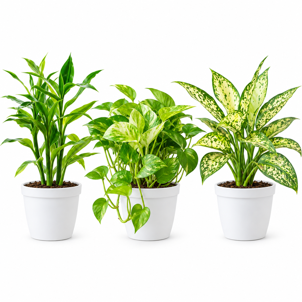 Lucky Green Trio Combo (Aglaonema Snow White,money plants,lucky bambo) thumbnail 4