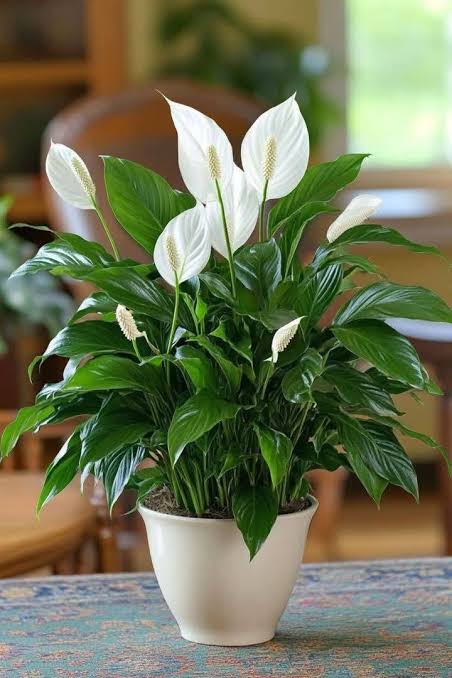 Peace Lily-পিস লিলি (Deshi) thumbnail 2